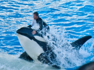 DSC_0067 male trainer riding shamu as he leaps up to the platform en ca